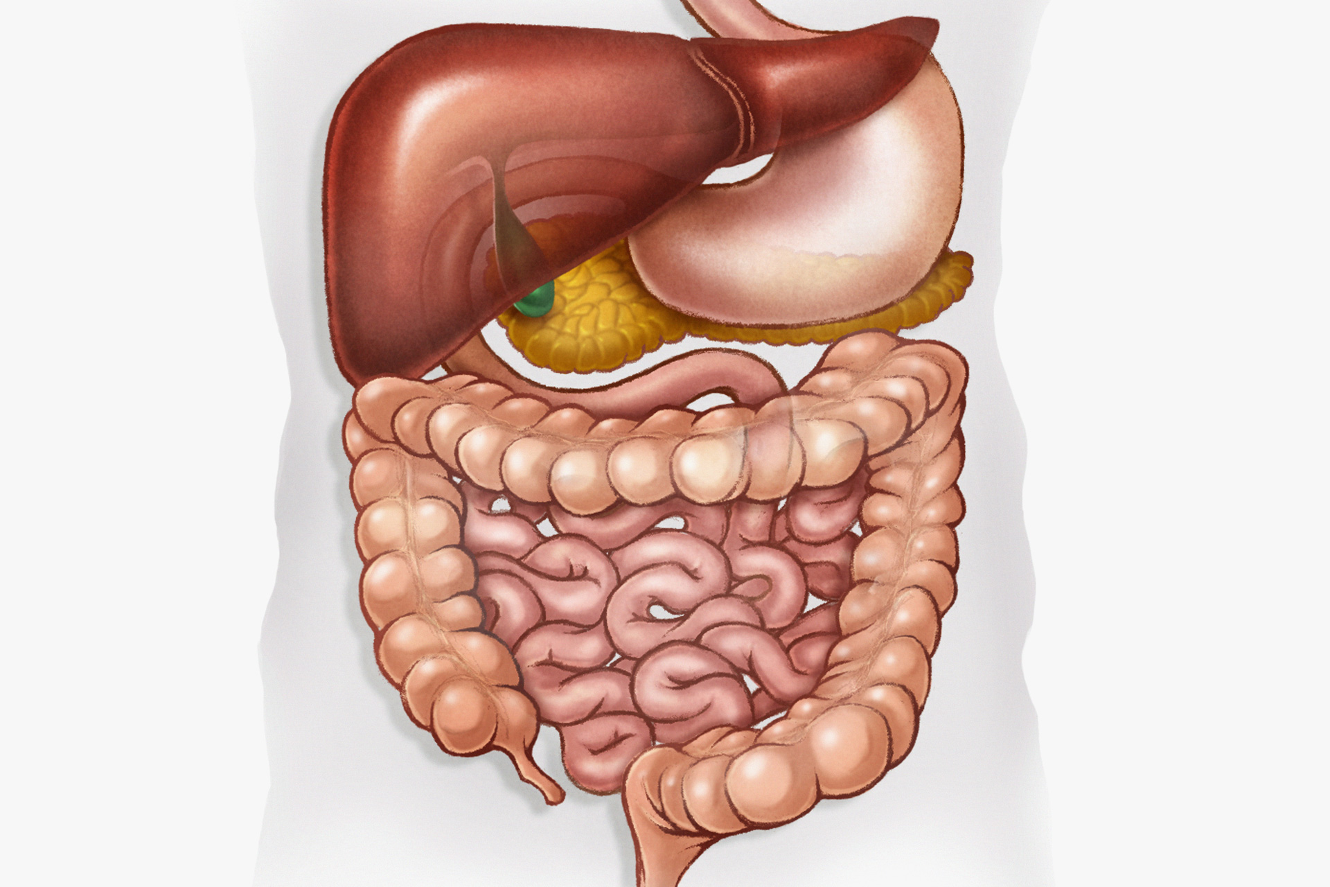 Анатомия желудочно-кишечного тракта
